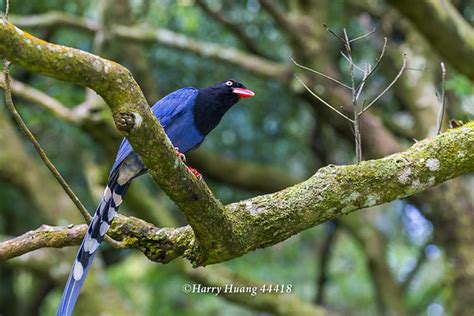 Harry44418台灣藍鵲藍鵲鳥類保育類動物台灣特有種長尾山娘二子坪二子坪步道生態步道大屯山陽明山國家公園陽明山