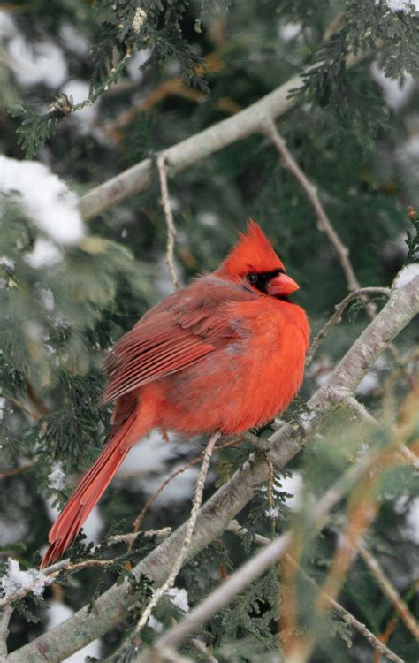 Winter Cardinal Photos, Download The BEST Free Winter Cardinal Stock ...