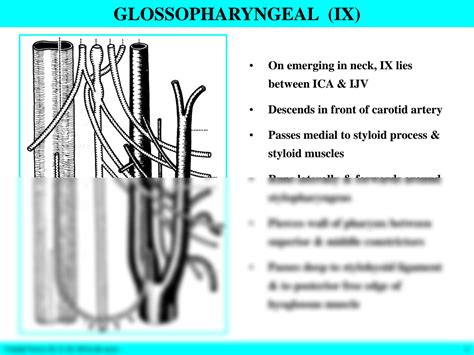 SOLUTION Anat212 Cranial Nerves Ix X Xi And Xii In The Neck Studypool