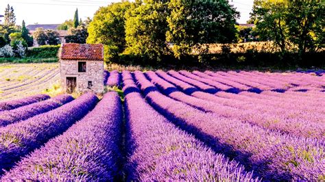 34 Lavender Fields In France Wallpapers - Wallpaperboat