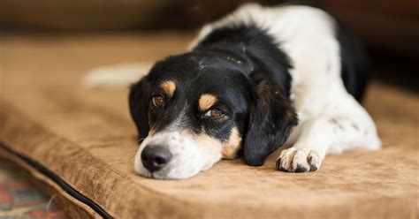 Cachorro vomitando amarelo Veja as possíveis causas