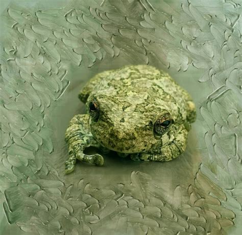 Van Gogh Frog By Steve Wilson On Youpic