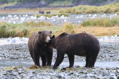 80 Three Bears of Alaska - Adventure Series images in 2020 | alaska ...