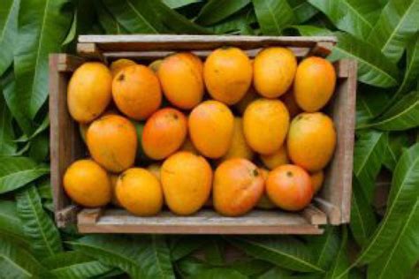 Top Varieties Of Mangoes You Must Try