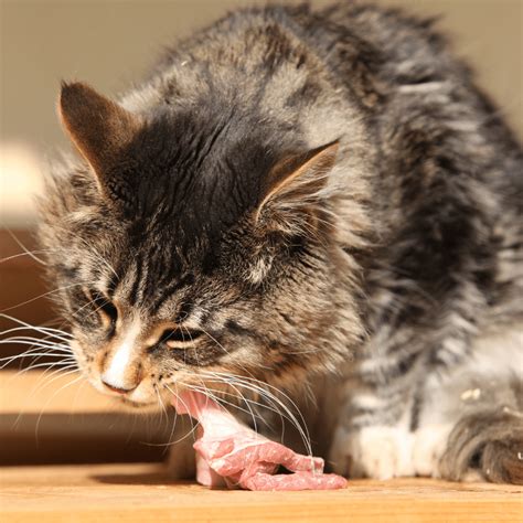 Can Cats Eat Beef Jerky What You Need To Know Thatcatblog