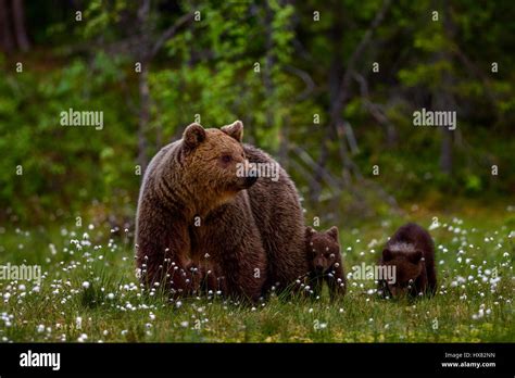 A Female Brown Bear With Cubs Kuusamo Finland Stock Photo Alamy