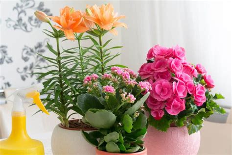 Descubra quais são as melhores flores para ambiente interno Blog