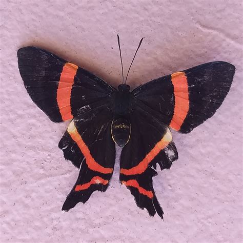 What butterfly species is this? : r/whatsthisbug