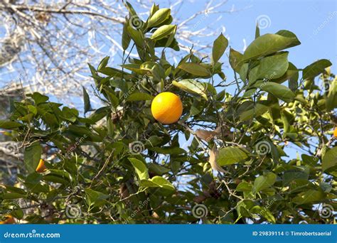 Orange Tree Stock Photo Image Of Tree Crop Arizona 29839114