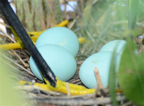 Dina's City Wildlife Adventures: Nesting wild birds at Gatorland