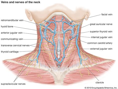 vein circulatory system oxygenation valves britannica