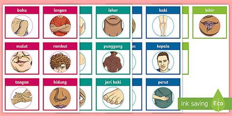 My Body Flashcards Indonesian L Insegnante Ha Fatto