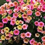 Pink And Yellow Mini Petunias Photograph By Sheila Brown Fine Art America