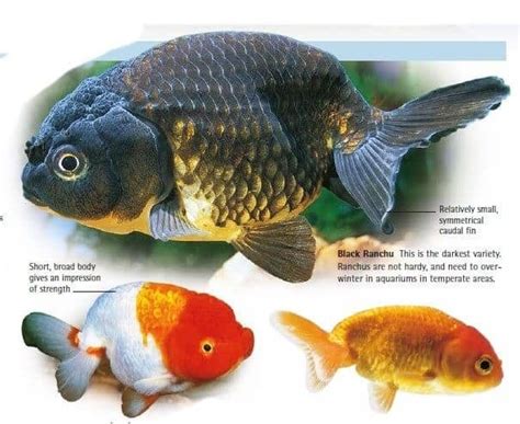 Japanese Goldfish Breeds