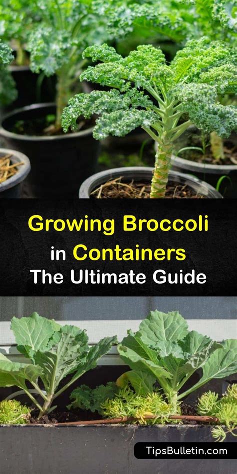 Growing Broccoli In Containers The Ultimate Guide