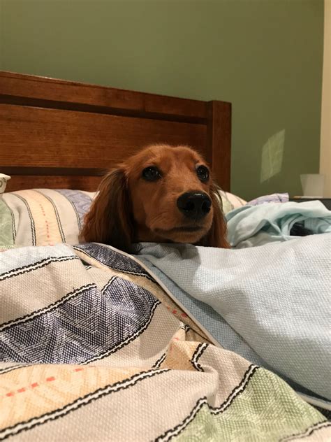 Murphy. Getting ready for work and walked into the bedroom to find this