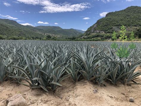 Venta De Maguey De Oaxaca Venta De Agave Y Maguey De Oaxaca