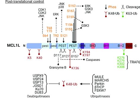 Schematic Diagram Of Mcl1 Highlighting The Main Residues Involved In