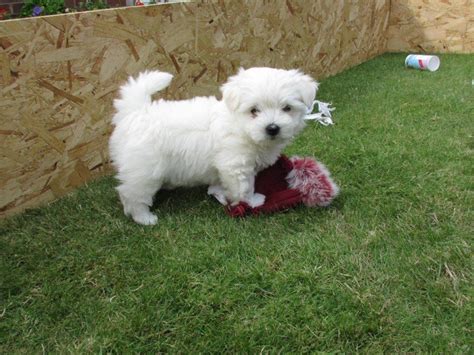 Maltese x Westie Puppies | in Hornsea, East Yorkshire | Gumtree