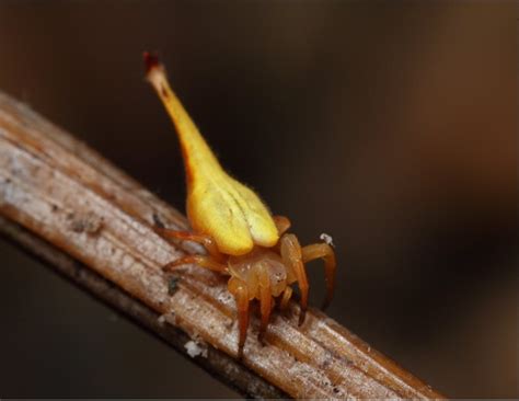 10 Utterly Bizarre Spider Species Page 2 Sick Chirpse