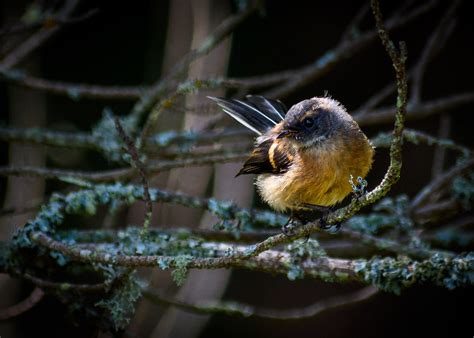 Fantailpīwakawaka New Zealand Native Bird Dannie Armstrong Flickr