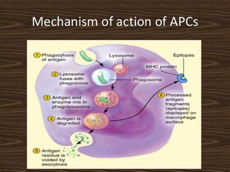 Antigen presenting cells (apc)