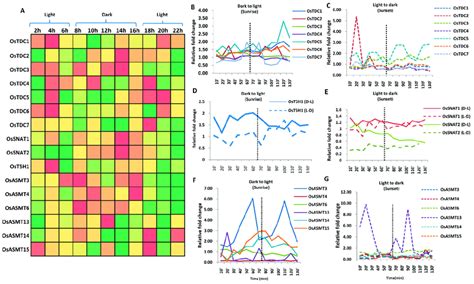 Regulation Of Genes Encoding Ser And Mel Biosynthetic Enzymes Under