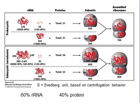 centrifugation principles Flashcards | Quizlet 