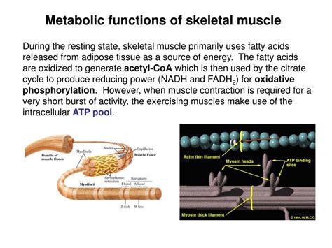 Ppt Metabolic Integration Metabolic Profiles Of Major Organs