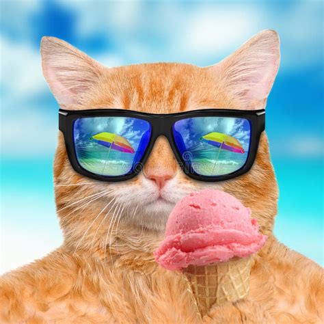 Cat Eats Ice Cream Stock Photos Free Royalty Free Stock Photos From