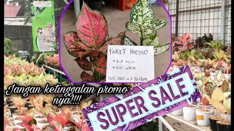 SEMUA DI DISKON AGLAONEMA NYA JG SUBUR SEHAT JANGAN SAMPE