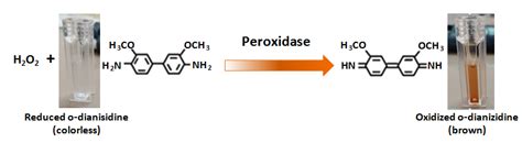 Oxidation Of The Molecular Chromophore O Dianisidine By H2O2 And