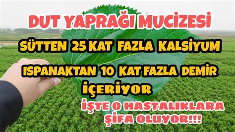 Dut Yaprağının Faydaları Nelerdir Dut Yaprağı Çayı Nasıl Yapılır