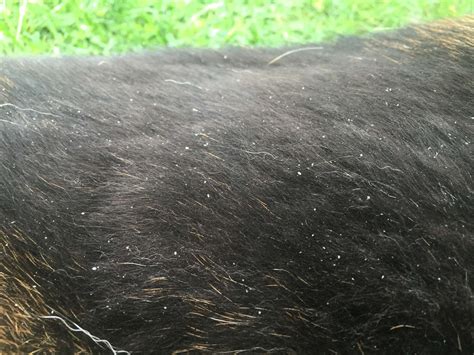 Dog Dandruff. Treatment That Works in 1 Day