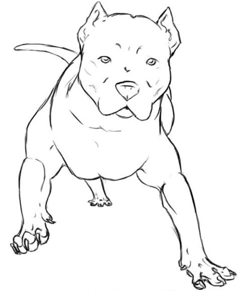 Pitbull Coloring Pages Free Printable Pdf