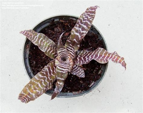 Plantfiles Pictures Cryptanthus Bromeliad Earth Star Black Mystic