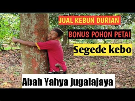 Terjual KEBUN DURIAN SEGEDE KEBO Inpo Property Parung Panjang