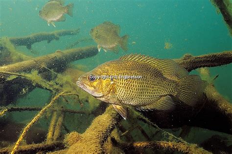 Rock Bass Engbretson Underwater Photography