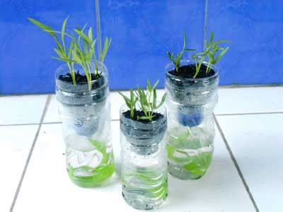 25+ Cara Membuat Tanaman Hidroponik Dari Botol Aqua Bekas