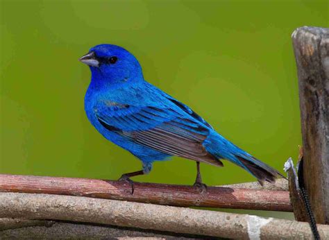 How To Build A Indigo Bunting Bird House