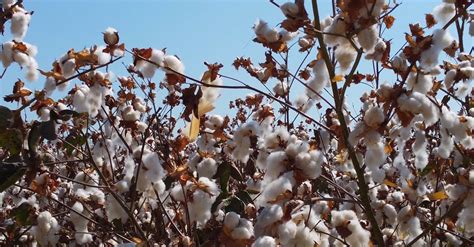 Close up of Cotton Plants Free Stock Video Footage, Royalty-Free 4K ...