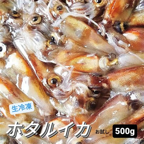 【楽天市場】a級 冷凍 生 ほたるいか 朝獲れ ホタルイカ 500g 1パック 少なめ 新物 2024年 お試し お得用 小分け 薄型 真空