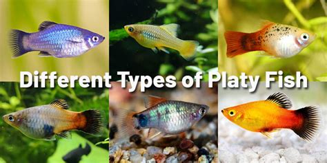 16 Different Types of Platy Fish (With Pictures) - AquariumNexus