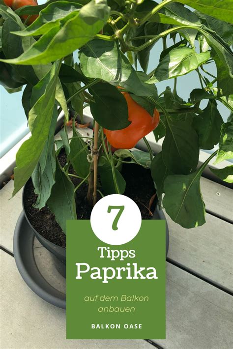 Paprika Selbst Anbauen Balkon