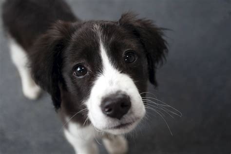 Cute Border Collie Puppies