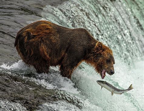 Brooks Falls Bears Photograph by David Guenther - Fine Art America