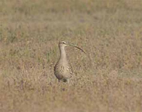 Eurasian Curlew in faded and worn breeding plumage at the Lake Koshkar... | Download Scientific ...