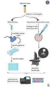 Virus Isolation Course For Phages Dr Dustin Edwards