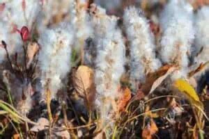 Adaptations of Tundra Plants: Thriving in the Arctic - Nature Roamer