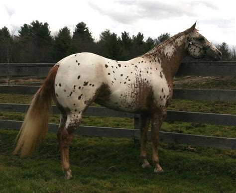 140 Appaloosa Horse Names | Appaloosa horses, Horses, Appaloosa